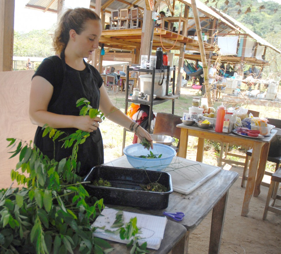 After harvesting katuk, Diamond removes leaves from the branches to use in a homemade pesto for an upcoming cooking class.